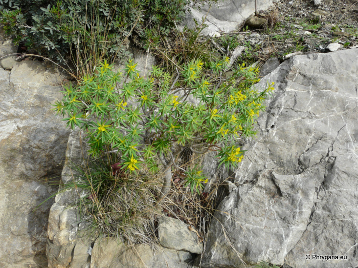 Euphorbia dendroides L.