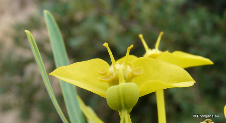 Euphorbia dendroides L.