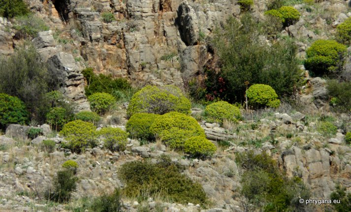 Euphorbia dendroides L.