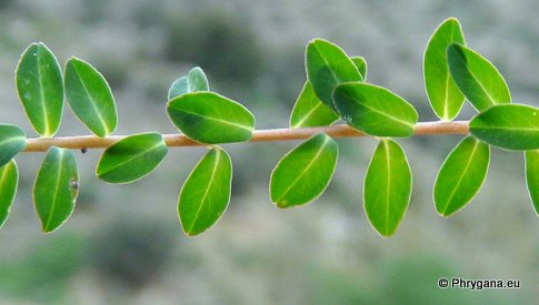 Euphorbia dimorphocaulon P.H. DAVIS