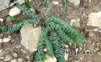 Euphorbia dimorphocaulon P.H. DAVIS