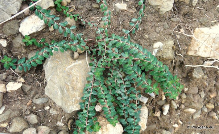 Euphorbia dimorphocaulon P.H. DAVIS