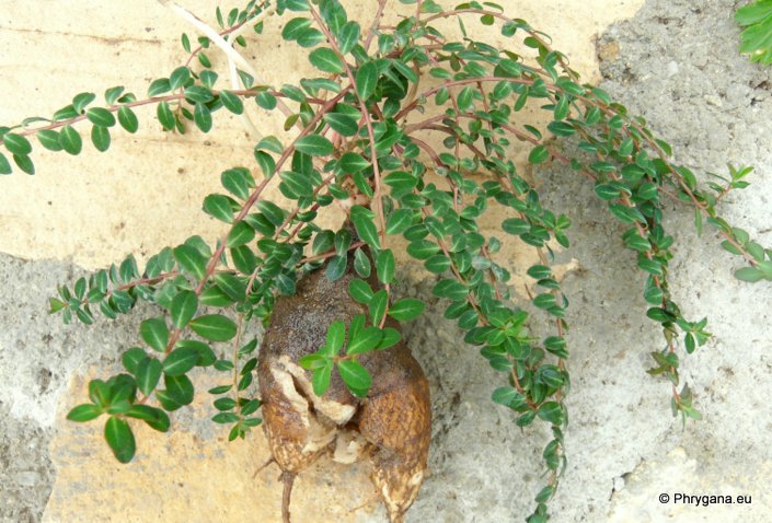 Euphorbia dimorphocaulon P.H. DAVIS