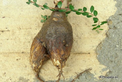 Euphorbia dimorphocaulon P.H. DAVIS