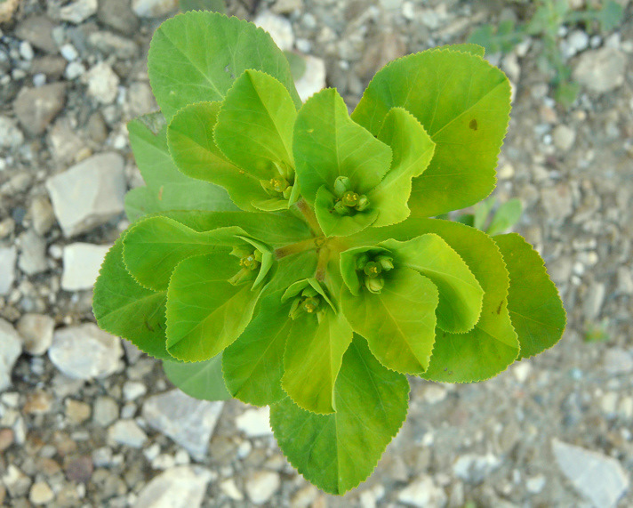 Euphorbia helioscopia L.