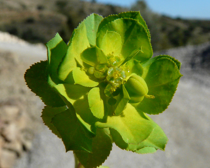 Euphorbia helioscopia L.