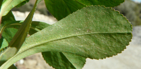 Euphorbia helioscopia L.