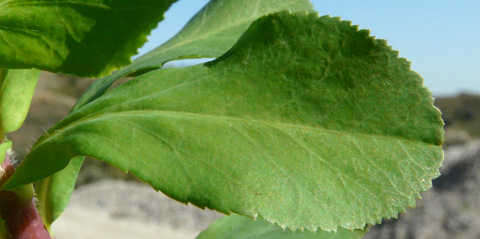 Euphorbia helioscopia L.