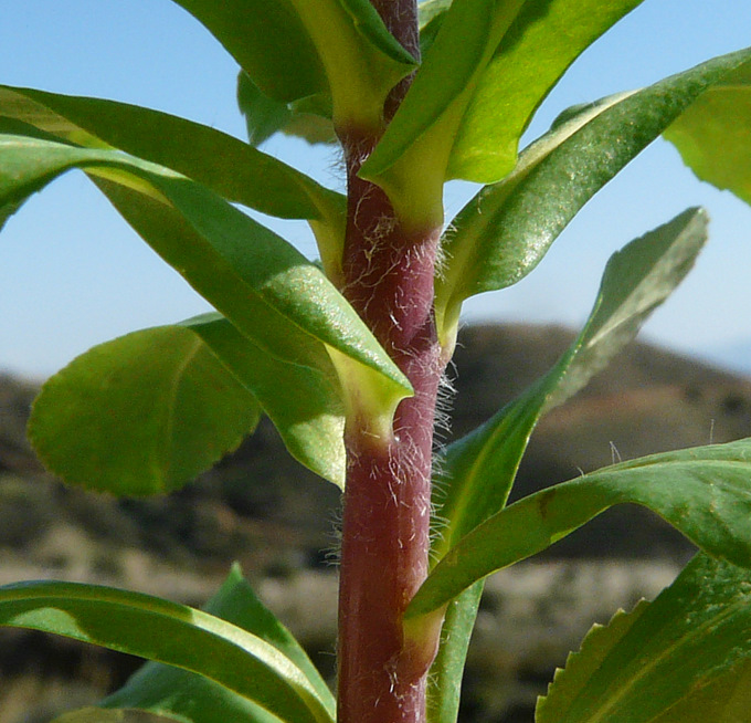 Euphorbia helioscopia L.