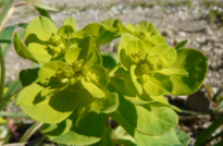 Euphorbia helioscopia L.