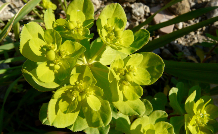 Euphorbia helioscopia L.