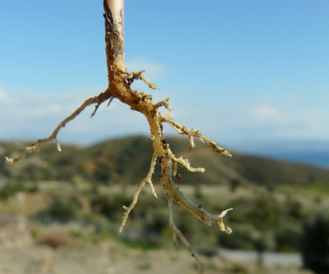 Euphorbia helioscopia L.