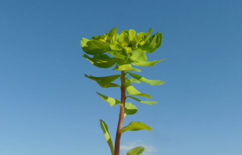 Euphorbia helioscopia L.