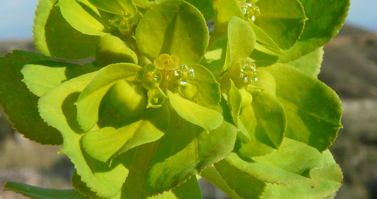 Euphorbia helioscopia L.