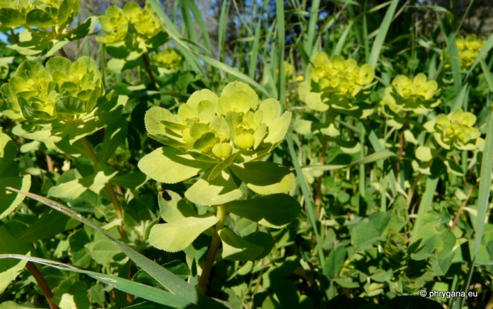 Euphorbia helioscopia L.