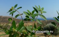 Euphorbia hypericifolia L.