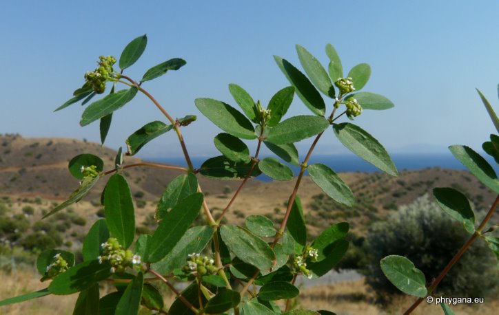 Euphorbia hypericifolia L.