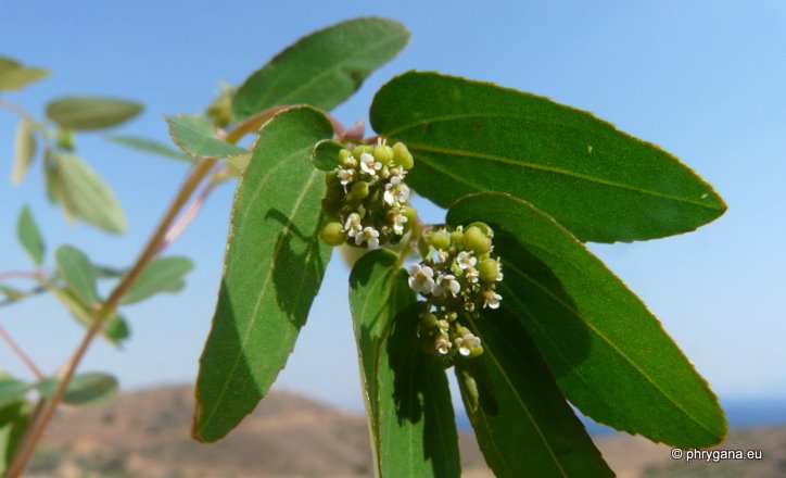 Euphorbia hypericifolia L.