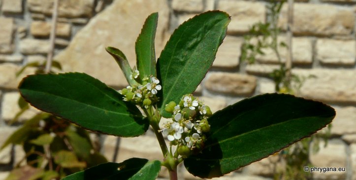 Euphorbia hypericifolia L.