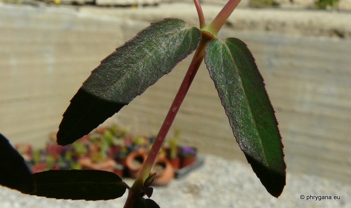 Euphorbia hypericifolia L.