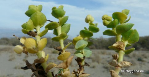 Euphorbia paralias L.