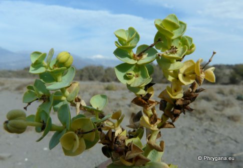 Euphorbia paralias L.