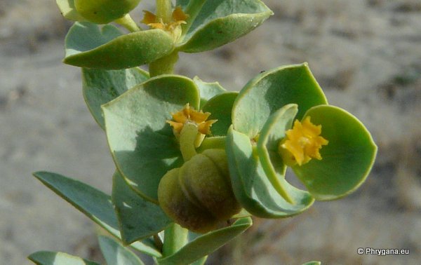 Euphorbia paralias L.