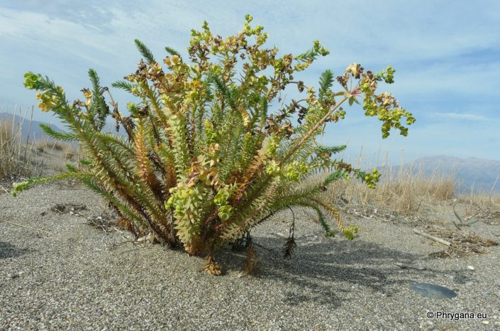 Euphorbia paralias L.