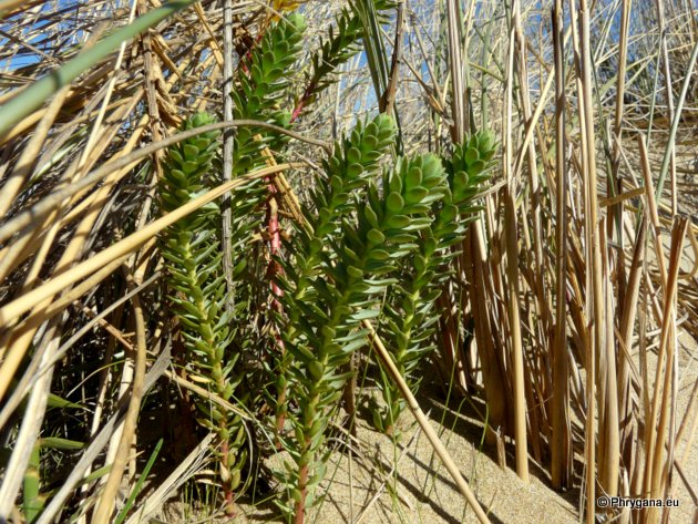 Euphorbia paralias L.