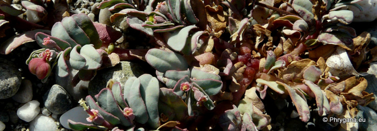 Euphorbia peplis L.