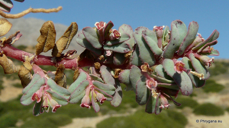 Euphorbia peplis L.