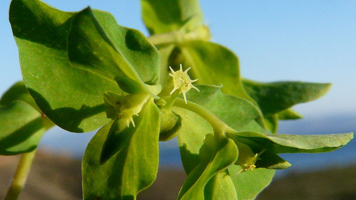 Euphorbia peplus L.