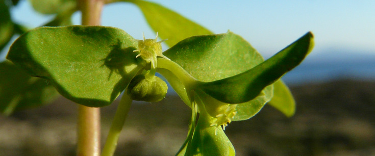 Euphorbia peplus L.