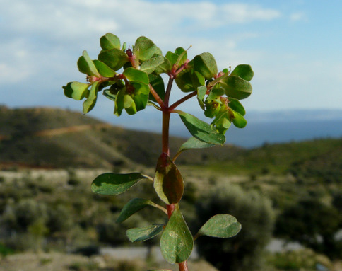 Euphorbia peplus L.