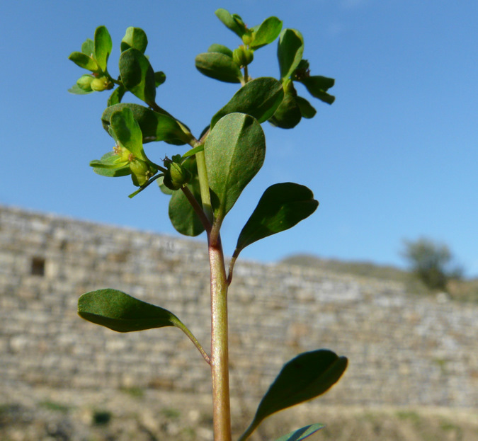 Euphorbia peplus L.