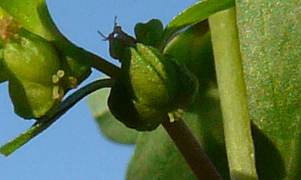 Euphorbia peplus L.