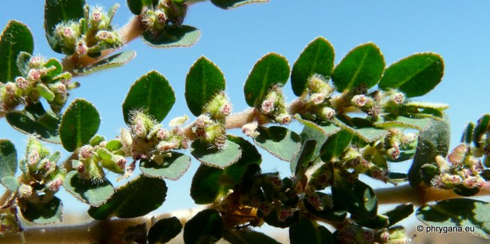Euphorbia prostrata AITON