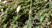 Euphorbia prostrata AITON