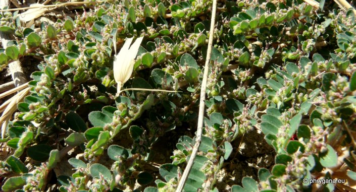 Euphorbia prostrata AITON