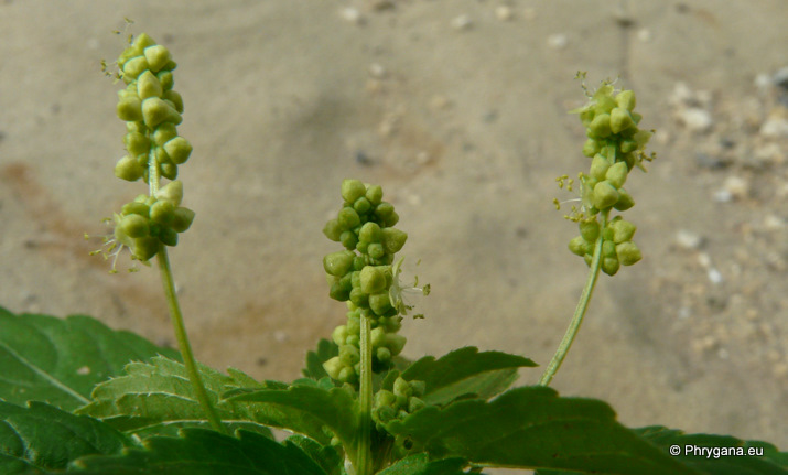 Mercurialis annua L.