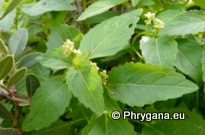 Mercurialis annua L.