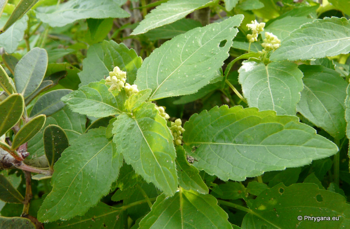 Mercurialis annua L.