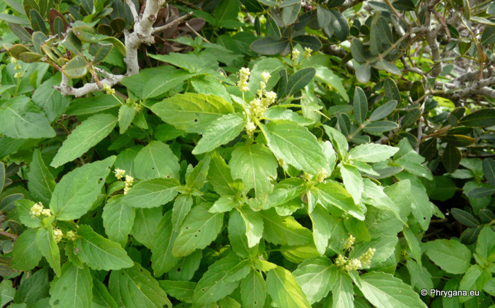 Mercurialis annua L.