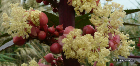 Ricinus communis L.