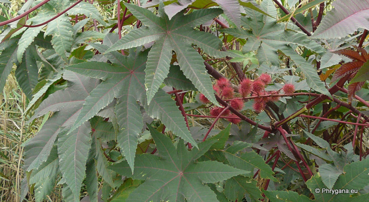 Ricinus communis L.