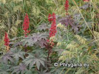 Ricinus communis L.