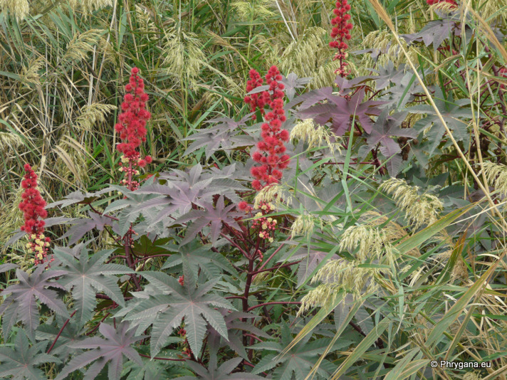 Ricinus communis L.