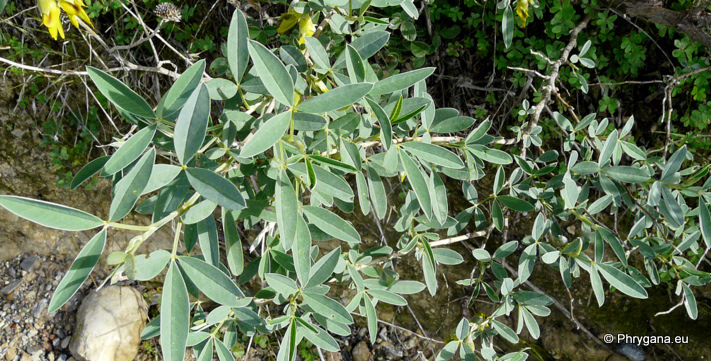 Anagyris foetida L.