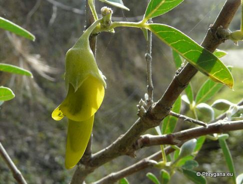 Anagyris foetida L.