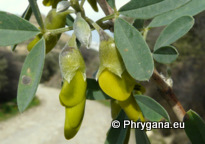 Anagyris foetida L.